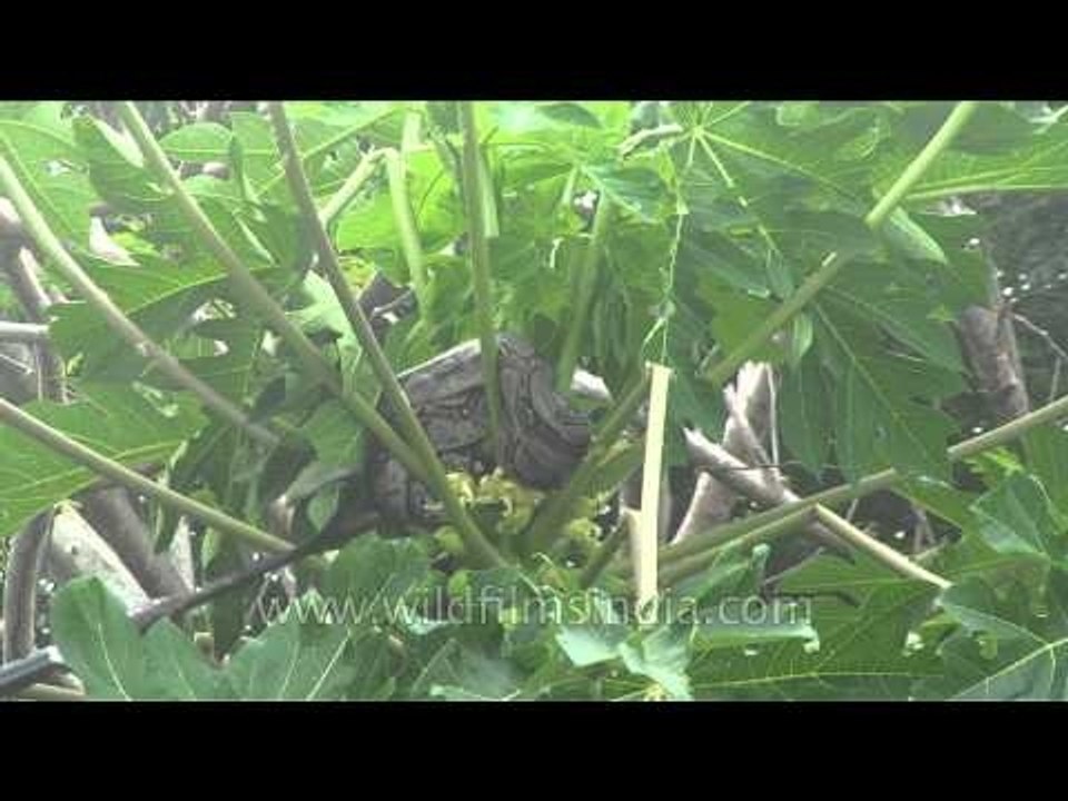 Python twirled around Papaya tree in Assam