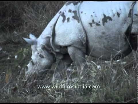 Rhinoceros feeding on grass in Kaziranga National Park