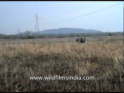 Indian one-horned Rhinoceroses with her cub at Kaziranga National Park