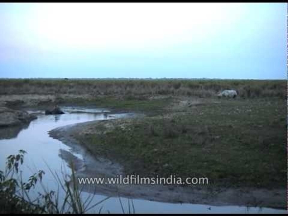 Mahout bathing an elephant in Kaziranga National Park