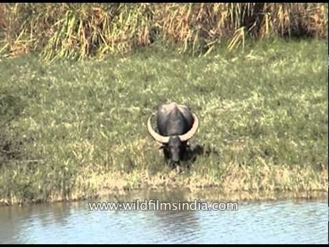 Wild Asian water buffalo at Kaziranga National Park