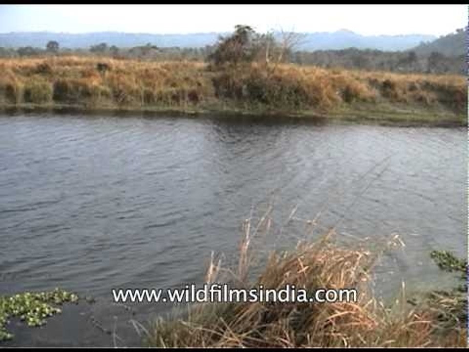 Scenic beauty of Kaziranga National Park
