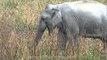 Indian elephant at Kaziranga National Park