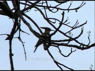 Common Hoopoe at Kaziranga national park