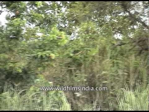 Kaziranga safari trip - Golaghat, Assam