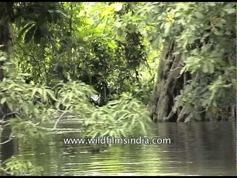 Rhinoceros walking in water at Kaziranga Park