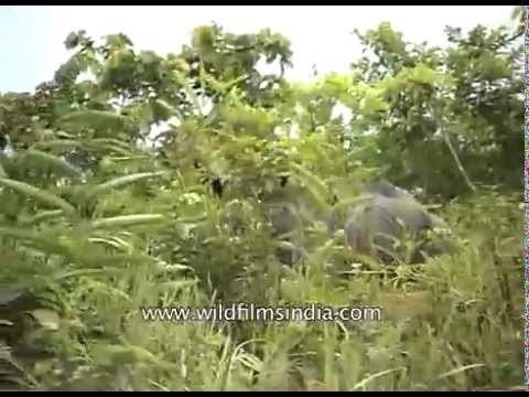 Rhino trapped in flood near Gorakati Camp - Kaziranga National Park
