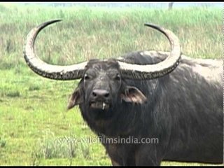 Wild Buffalo at Kaziranga National Park in Assam