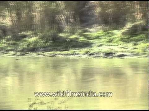 Rhino immersed themselves in the muddy water - Kaziranga National Park