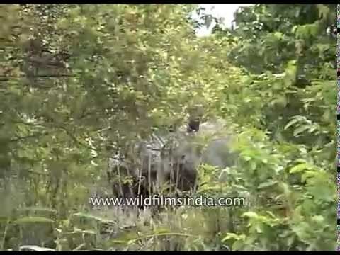 Spotted One-horned rhino at flooded Kaziranga National Park