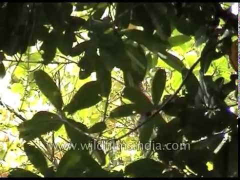 Western hoolock gibbon in Assam