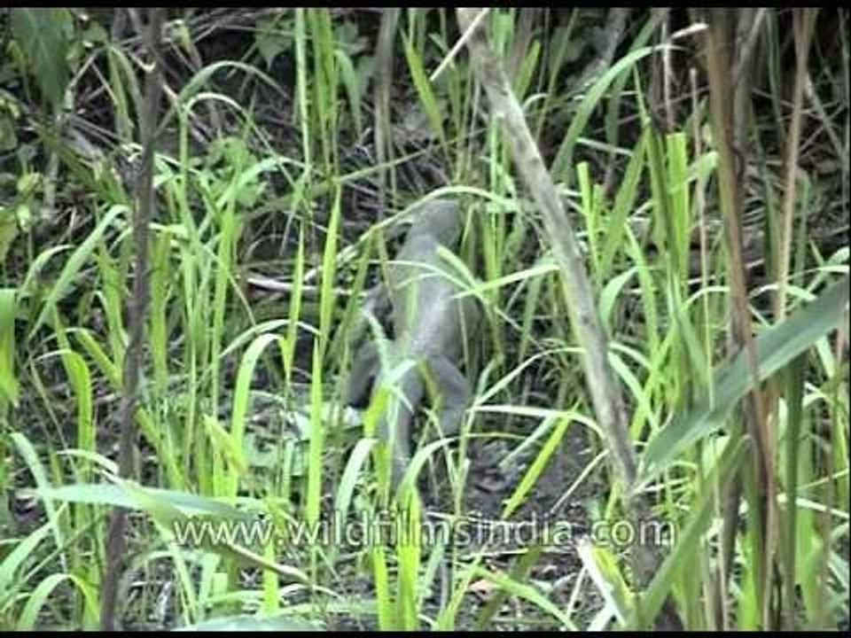 Sight of a monitor lizard seen at Kaziranga National Park