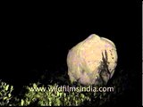 Indian Rhino sighted at night: Kaziranga National Park