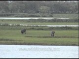 Two wild Indian elephants grazing at Kaziranga National Park