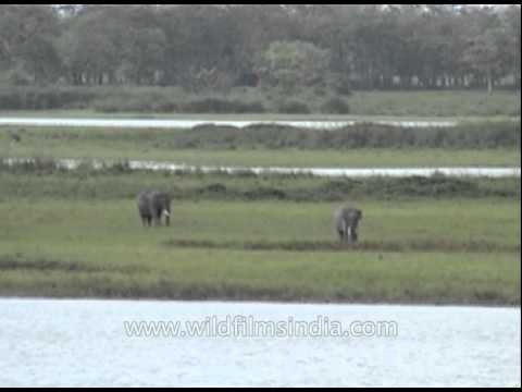 Two wild Indian elephants grazing at Kaziranga National Park