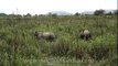 One-horned Rhinos grazing green grass