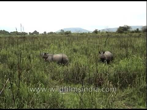 One-horned Rhinos grazing green grass