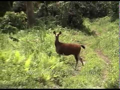 Sambhar deer in Assam forests