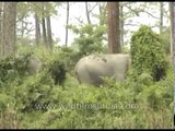 Herd of elephants in Kaziranga National Park