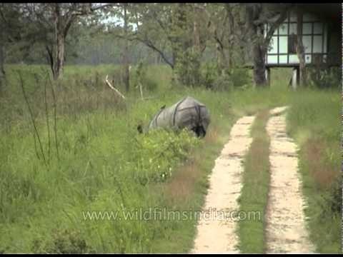 Greater one-horned Asian Rhino or Indian Rhino