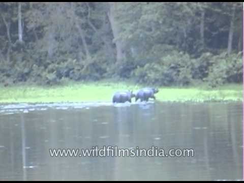 Major wildlife attractions of Kaziranga: Indian One-Horned Rhino