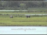 Asian Elephant feeding in the wetlands of Kaziranga National Park