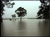 Flood hits Kaziranga Park, Assam