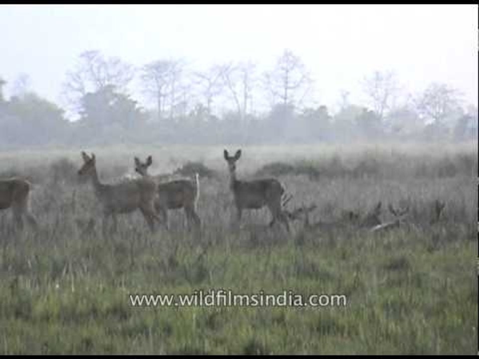 Group of deer grazing at Kaziranga National Park, Assam