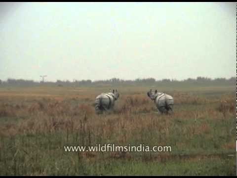 Rhino running infront of our jeep at Kaziranga National Park
