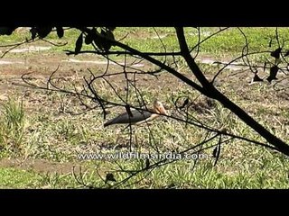 Living in harmony - birds and animals in Kaziranga
