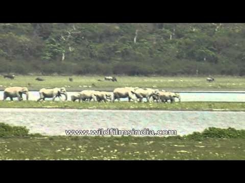 Herd of elephants walking in the grassland at Kaziranga