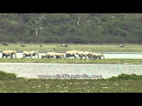 Herd of elephants walking in the grassland at Kaziranga