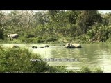 Indian elephant herd wading in water