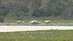 Elephants walking along the stream in Kaziranga National Park
