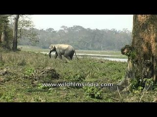 Elephant in Assam treks into forest from wetland