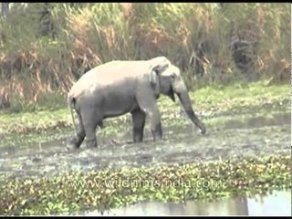 Water fun for Indian elephant in Pakke, Arunachal Pradesh