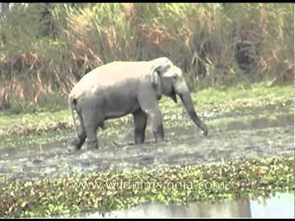 Water fun for Indian elephant in Pakke, Arunachal Pradesh