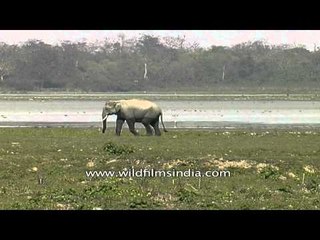 Indian elephant walking and raising its trunk