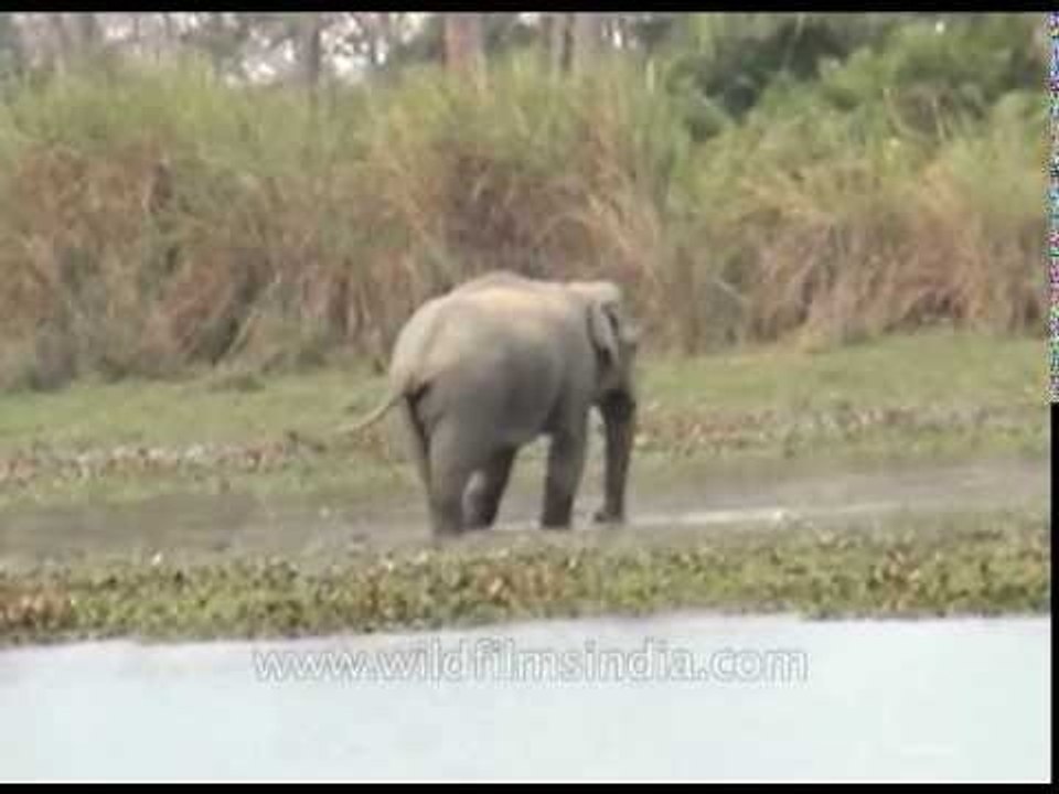 Wild elephant relaxes in shallow water, Arunachal Pradesh