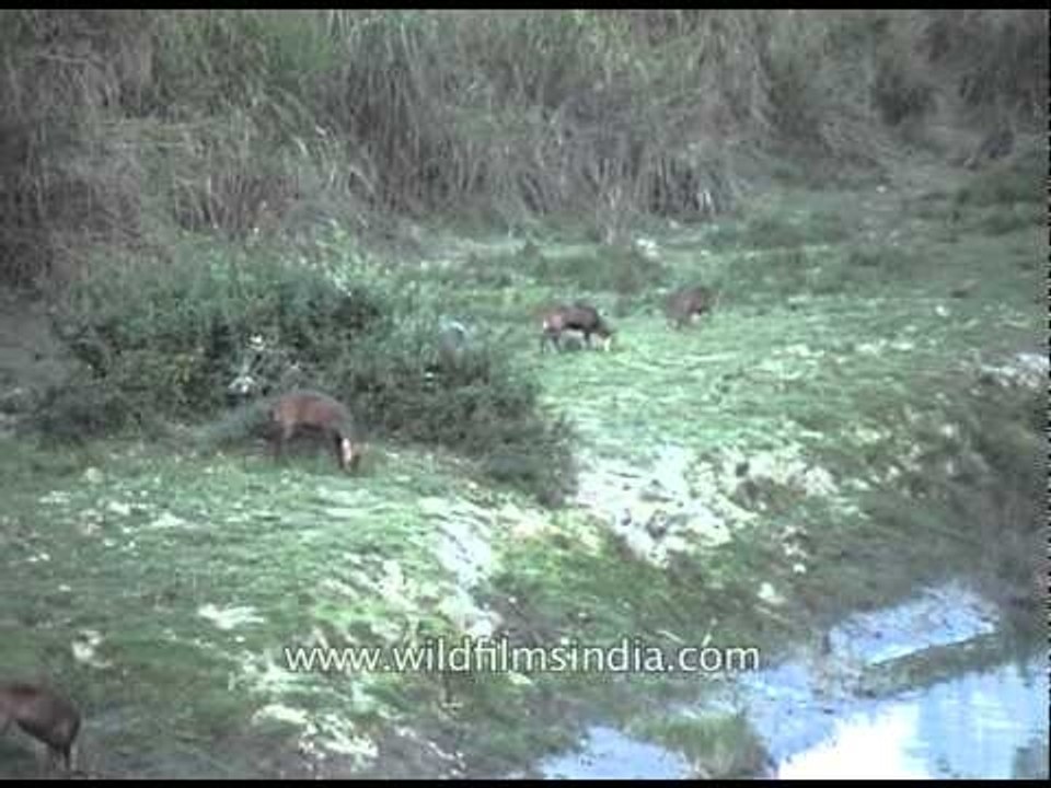 Herd of spotted deer relaxing & grazing in meadow