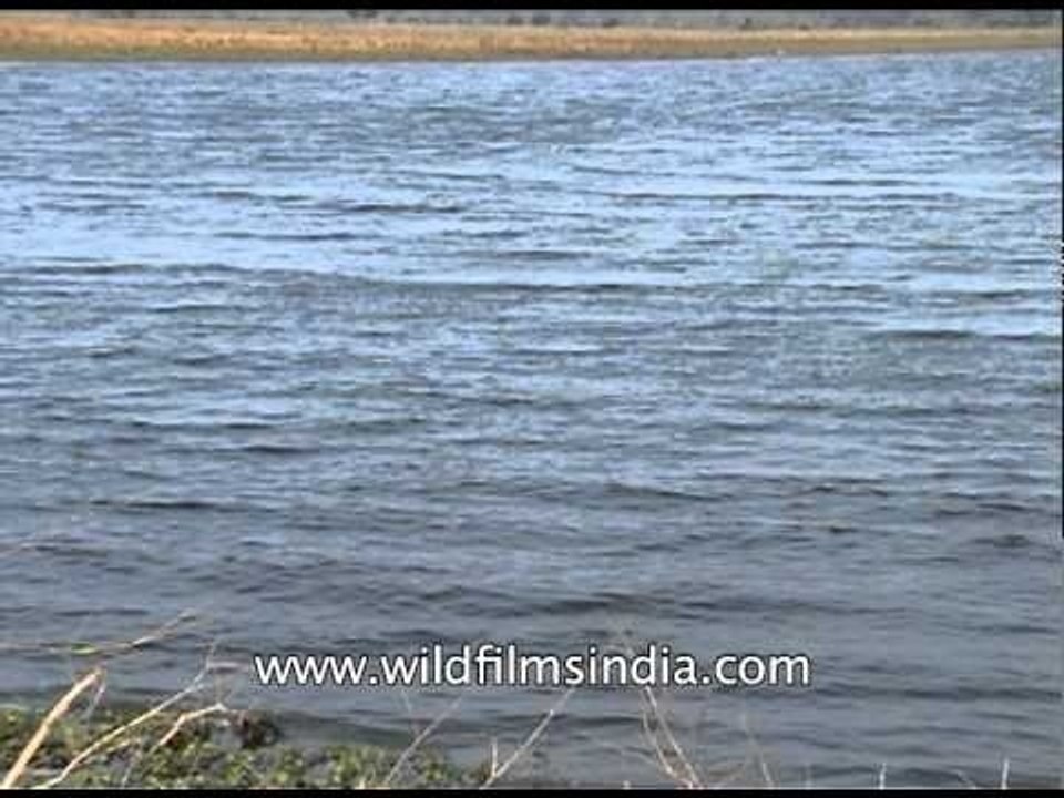 Pakke Tiger Reserve and its surroundings