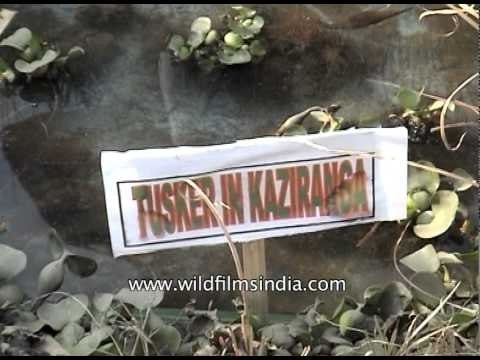 Kaziranga Elephant Festival - Assam
