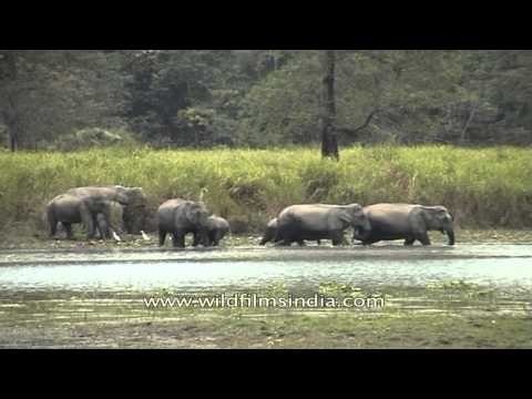 Herd of elephants crossing a river in Kaziranga National Park