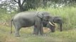 These wild elephants stopped our car in its tracks: Assam