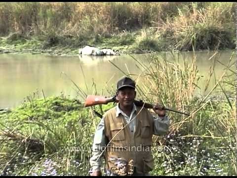 Indian rhinoceros wallowing in water at Kaziranga Park