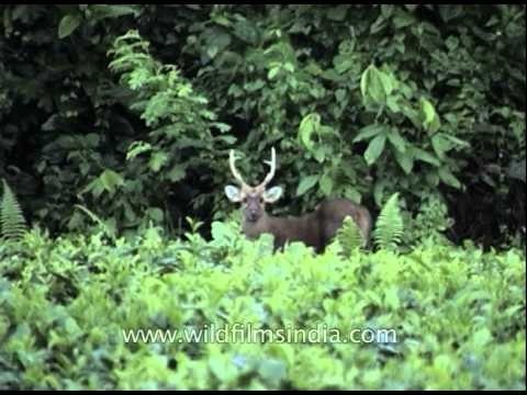 Sambar deer (Rusa unicolor) at Kaziranga National Park