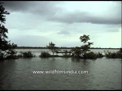 Sailing through the flood water - Kaziranga National Park, Assam