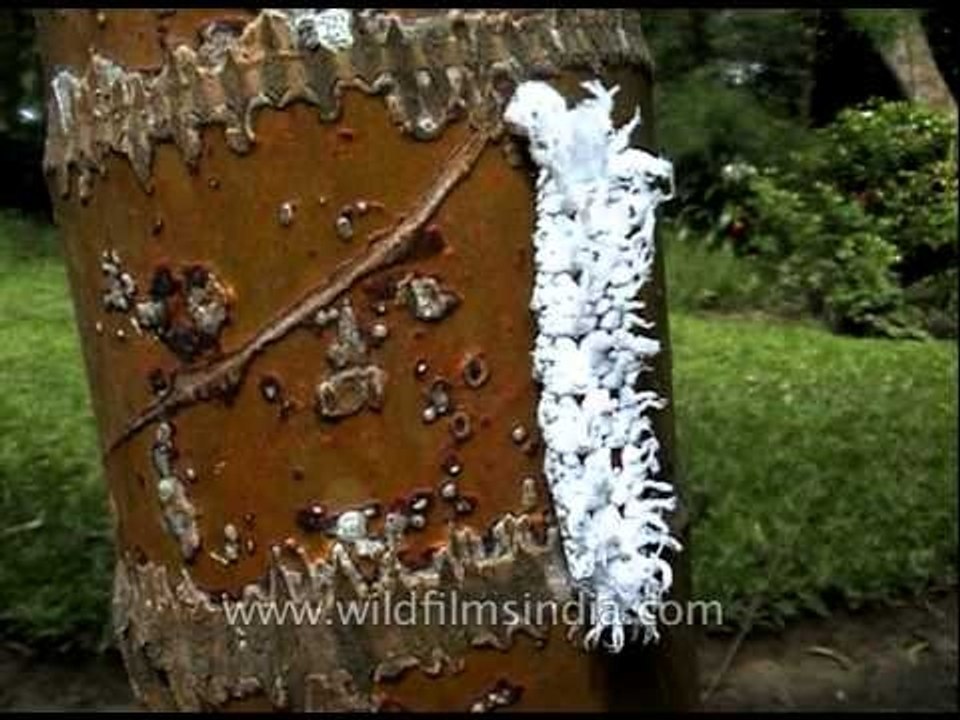 Giant red eyed caterpillar or Gangara thyrsis caterpillar