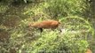 Sambar deer grazing in Kaziranga National Park