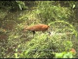 Sambar deer grazing in Kaziranga National Park